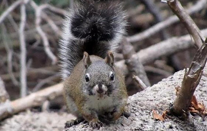 File - This undated file photo provided by the U.S. Fish and Wildlife Service shows a Mount Graham red squirrel in the Pinaleno Mountains of Arizona. Wildlife officials say an endangered squirrel subspecies in southeastern Arizona is fighting its way back after much of its mountain habitat was burned by a 2017 wildfire. The Arizona Game and Fish Department says the Mount Graham red squirrel population is stabilizing, with a 4 percent increase recorded in September during an annual survey that produced an estimate of 78 squirrels, up from 75 in 2018. (Marit Alanen/U.S. Fish and Wildlife Service via AP, File)