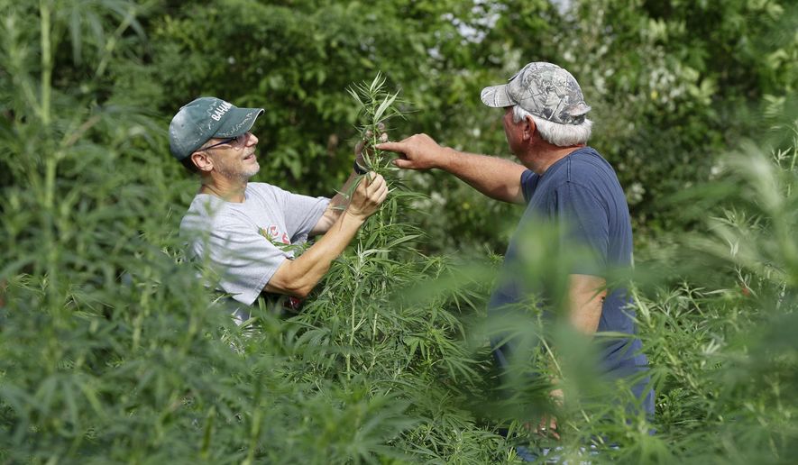 In this Aug. 21, 2019, photo, Jeff Dennings, left, and Dave Crabill, industrial hemp farmers, check plants at their farm in Clayton Township, Mich. The legalization of industrial hemp is spurring U.S. farmers into unfamiliar terrain, tempting them with profits amid turmoil in agriculture while proving to be a tricky endeavor in the early stages. Up for grabs is a lucrative market, one that could grow more than five-fold globally by 2025, driven by demand for cannabidiol. The compound does not cause a high like that of marijuana and is hyped as a health product to reduce anxiety, treat pain and promote sleep. (AP Photo/Paul Sancya)