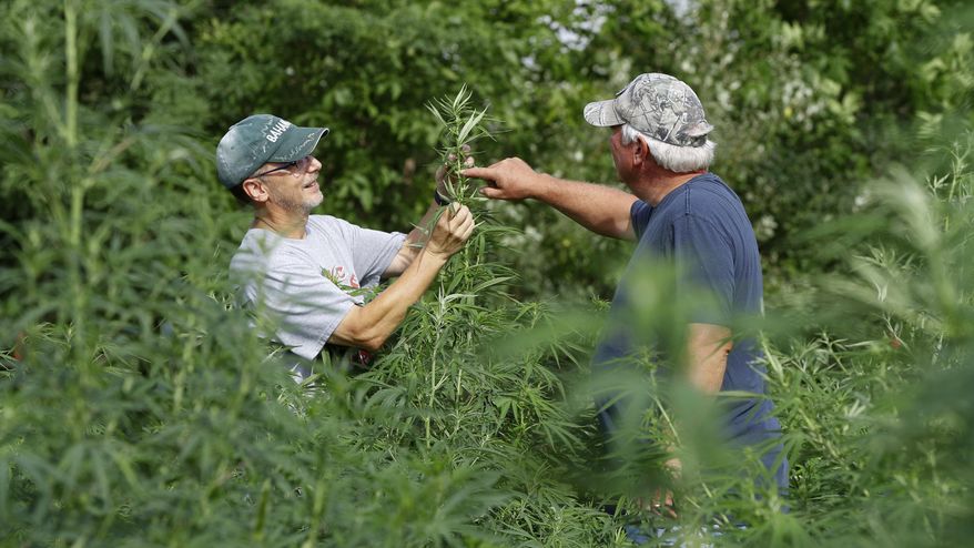 In this Aug. 21, 2019, photo, Jeff Dennings, left, and Dave Crabill, industrial hemp farmers, check plants at their farm in Clayton Township, Mich. The legalization of industrial hemp is spurring U.S. farmers into unfamiliar terrain, tempting them with profits amid turmoil in agriculture while proving to be a tricky endeavor in the early stages. Up for grabs is a lucrative market, one that could grow more than five-fold globally by 2025, driven by demand for cannabidiol. The compound does not cause a high like that of marijuana and is hyped as a health product to reduce anxiety, treat pain and promote sleep. (AP Photo/Paul Sancya)