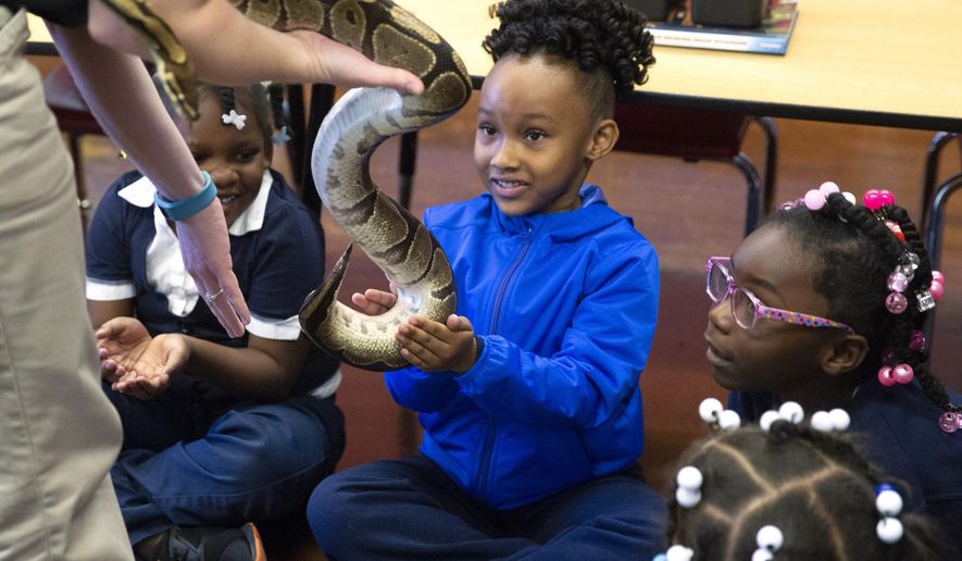 In this Oct. 23, 2019 photo, kindergartners in Emily Hervey&#39;s classroom at St. Francis de Sales in East Walnut Hills, Ohio, get a chance to learn and touch animals in the zoo ambassador program from the Cincinnati Zoo and Botanical Garden. Katie Campbell, program manager for the Zoo on the Move program gave students a chance to feel the strength and heaviness of Cue Ball, a 25-year-old ball python. (Liz Dufour/The Cincinnati Enquirer via AP)