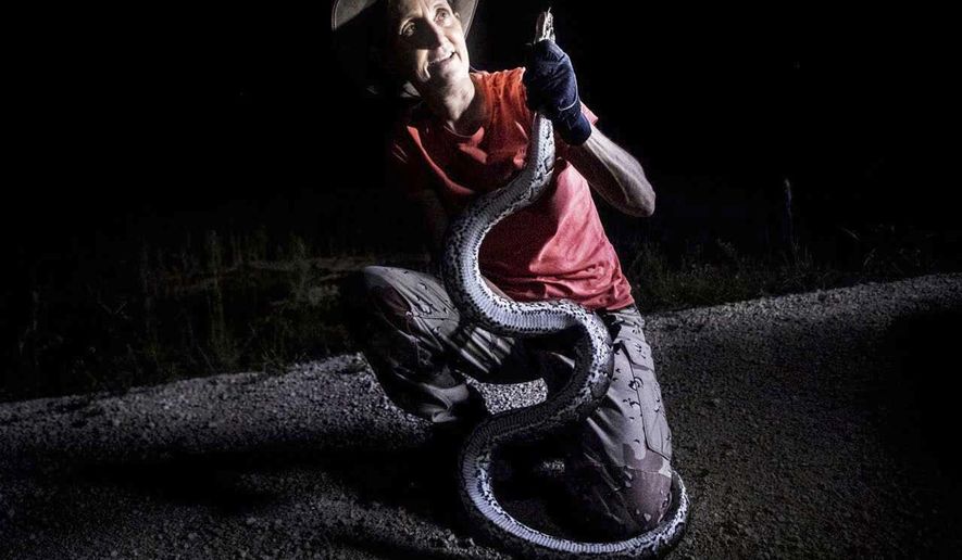 Donna Kalil captures a wild Burmese python in the Everglades west of Miami, Florida on Monday October, 28, 2019. She hunts several days a week and has notched hundreds of the invasive species. The pythons have invaded the Everglades and have caused havoc to the ecosystem. (Andrew West/Naples Daily News via AP)