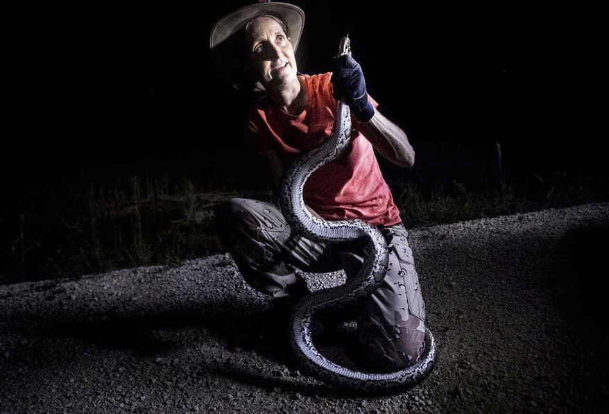 Donna Kalil captures a wild Burmese python in the Everglades west of Miami, Florida on Monday October, 28, 2019. She hunts several days a week and has notched hundreds of the invasive species. The pythons have invaded the Everglades and have caused havoc to the ecosystem. (Andrew West/Naples Daily News via AP)