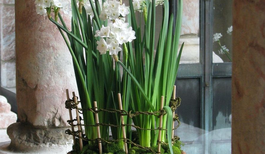 This undated photo shows forced daffodil bulbs in New York. Forcing a spring bulb to blossom out of season is easy, but requires a few preparatory steps. (Lee Reich via AP)