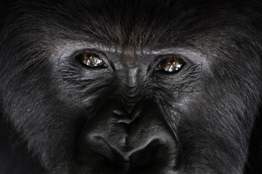 In this Sept. 2, 2019 photo, a silverback mountain gorilla named Segasira looks up as he lies under a tree in the Volcanoes National Park, Rwanda. The late American primatologist Dian Fossey, who began the world's longest-running gorilla study here in 1967, would likely be surprised any mountain gorillas are left to study. Alarmed by rising rates of poaching and deforestation in central Africa, she predicted the species could go extinct by 2000. (AP Photo/Felipe Dana)