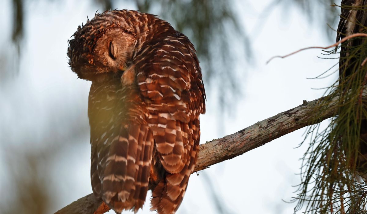 NextImg:Barred owl rescued after getting stuck in sculpture at National Gallery of Art