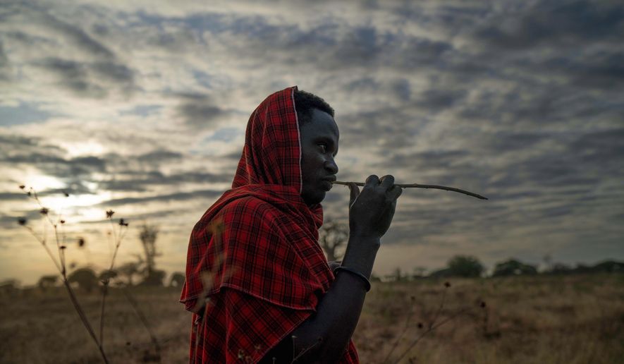 In this Thursday July 4, 2019 photo, Saitoti Petro, brushes his teeth with a stick before taking his herd to the fields in the village of Narakauwo, Tanzania. Petro says the problem now is that there are too few lions, not too many. &amp;quot;It will be shameful if we kill them all,&amp;quot; he says. &amp;quot;It will be a big loss if our future children never see lions.&amp;quot; And so he&#x27;s joined an effort to protect lions, by safeguarding domestic animals on which they might prey. (AP Photo/Jerome Delay)