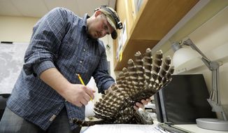 In this photo taken in the early morning hours of Oct. 24, 2018, wildlife technician Jordan Hazan records data in a lab in Corvallis, Ore., from a male barred owl he shot earlier in the night. The owl was killed as part of a controversial experiment by the U.S. government to test whether the northern spotted owl&#x27;s rapid decline in the Pacific Northwest can be stopped by killing its larger and more aggressive East Coast cousin, the barred owl, which now outnumber spotted owls in many areas of the native bird&#x27;s historic range. (AP Photo/Ted S. Warren)