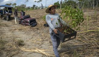 Forestry researcher Jhon Farfan carries saplings to replant a field damaged by illegal gold miners in Madre de Dios, Peru, on March 29, 2019. The rainforest is under increasing threat from illicit logging, mining and ranching. Farfan&#39;s job involves inspecting lands where the forest has already been lost to illegal mining spurred by the spike in gold prices following the 2008 global financial crash. (AP Photo/Rodrigo Abd)
