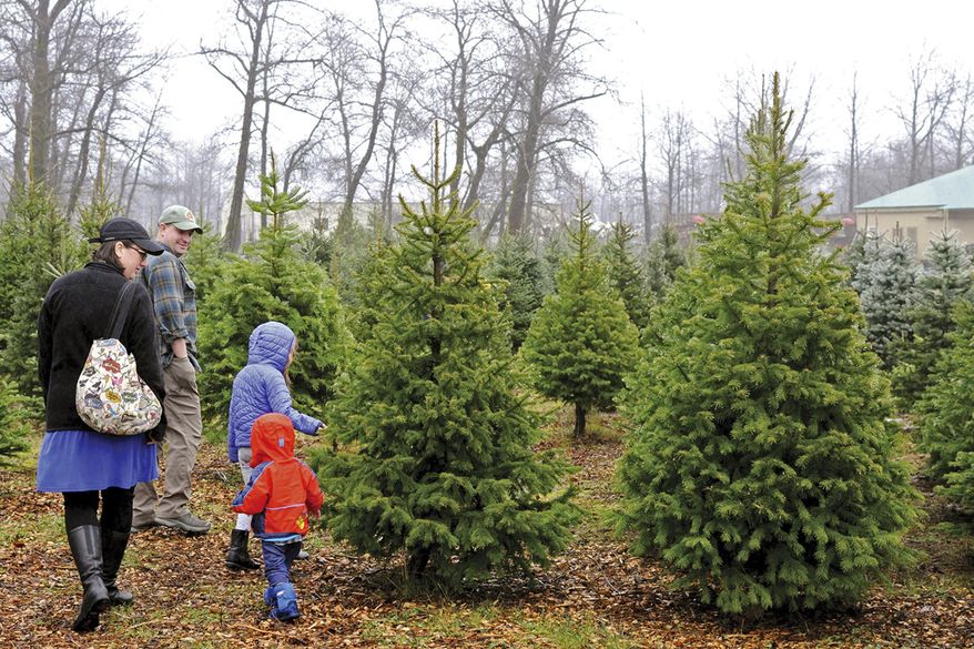 In this photo taken Friday, Nov. 29, 2019, a family searches for a tree in the only Christmas tree farm in Kodiak, Alaska. At first glance, Kodiak may seem like the perfect place to find a Christmas tree. But Kodiak's native spruce trees are not the ideal Christmas material. In 2006, Todd Dorman converted a Bells Flats property previously used to raise pigs into a tree farm. He planted more than 30 varieties of trees, unsure of which would be successful in the island's wet climate. (Iris Samuels/Kodiak Daily Mirror via AP)