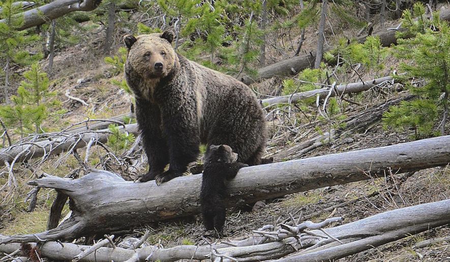 FILE - This April 29, 2019 file photo provided by the United States Geological Survey shows a grizzly bear and a cub along the Gibbon River in Yellowstone National Park, Wyo. According to court documents filed Monday, Dec. 9, 2019, U.S. officials will review whether grizzly bears have enough protections across the Lower 48 states after advocates sued the government in a bid to restore the animals to more areas of the U.S. (Frank van Manen/The United States Geological Survey via AP, File)