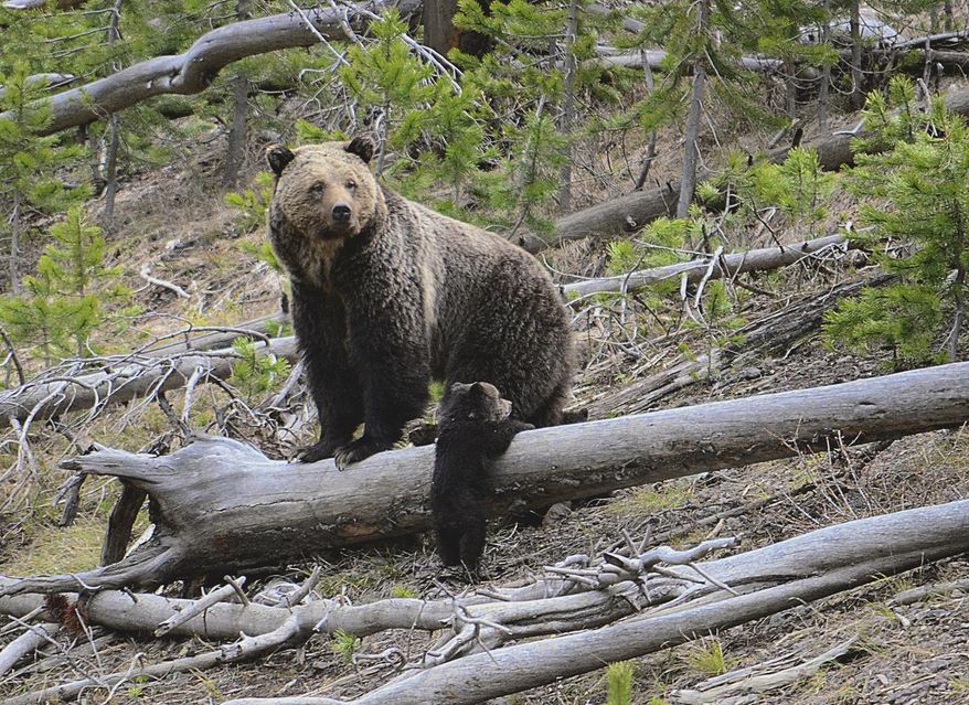 FILE - This April 29, 2019 file photo provided by the United States Geological Survey shows a grizzly bear and a cub along the Gibbon River in Yellowstone National Park, Wyo. According to court documents filed Monday, Dec. 9, 2019, U.S. officials will review whether grizzly bears have enough protections across the Lower 48 states after advocates sued the government in a bid to restore the animals to more areas of the U.S. (Frank van Manen/The United States Geological Survey via AP, File)