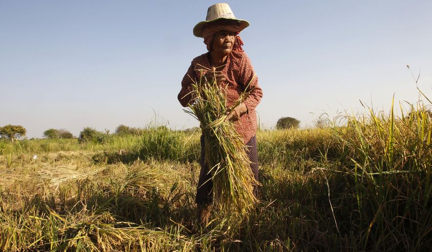 FILE - In this Feb. 11, 2019, file photo, woman cuts rice in the village of Samroang Kandal on the north side of Phnom Penh, Cambodia. Nearly a half-billion people in the Asia-Pacific are still malnourished and to achieve a goal of zero hunger by 2030 requires that millions escape food insecurity each month, according to a report released Wednesday by United Nations agencies. (AP Photo/Heng Sinith, File)