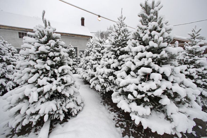 Christmas trees laden with freshly fallen snow are displayed for sale at Boston Hill Farm, Wednesday, Dec. 11, 2019, in North Andover, Mass. (AP Photo/Elise Amendola)