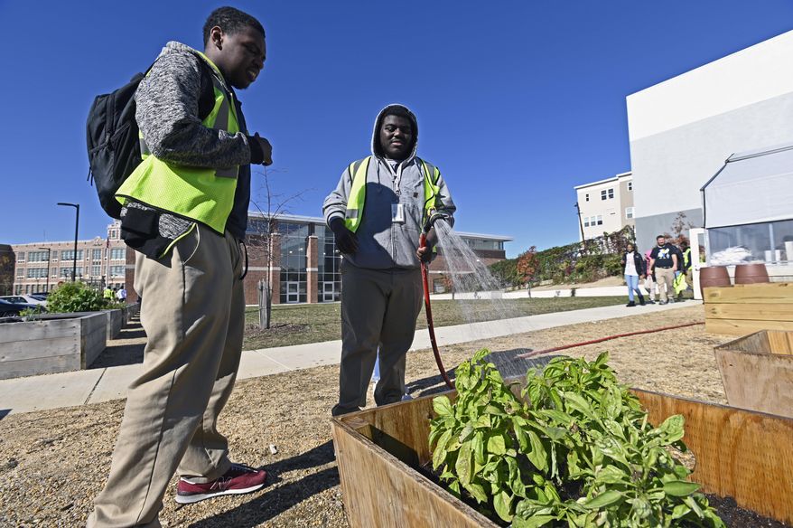 In this Oct. 24, 2019, photo Academy for College and Career Exploration economic students Khalil Caldwell, left, and Anthony Curry take turns watering a vegetables bed at their school in Baltimore. (Kenneth K. Lam/The Baltimore Sun via AP)