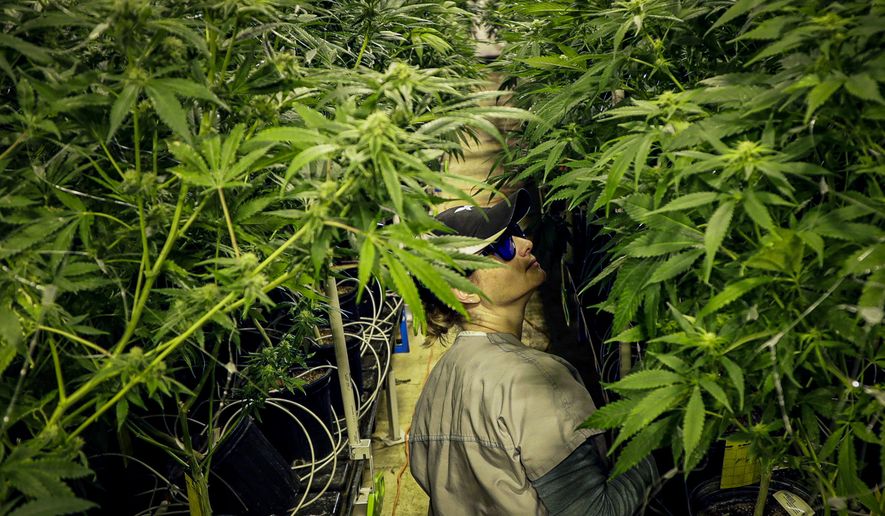 This photo from Friday March 22, 2019, shows grower Heather Randazzo trimming leaves of marijuana plants at Compassionate Care Foundation's medical marijuana dispensary in Egg Harbor Township, N.J. New Jersey lawmakers are set to vote Monday, Dec. 16, 2019 on a proposed referendum aimed at legalizing recreational marijuana. (AP Photo/Julio Cortez, File)