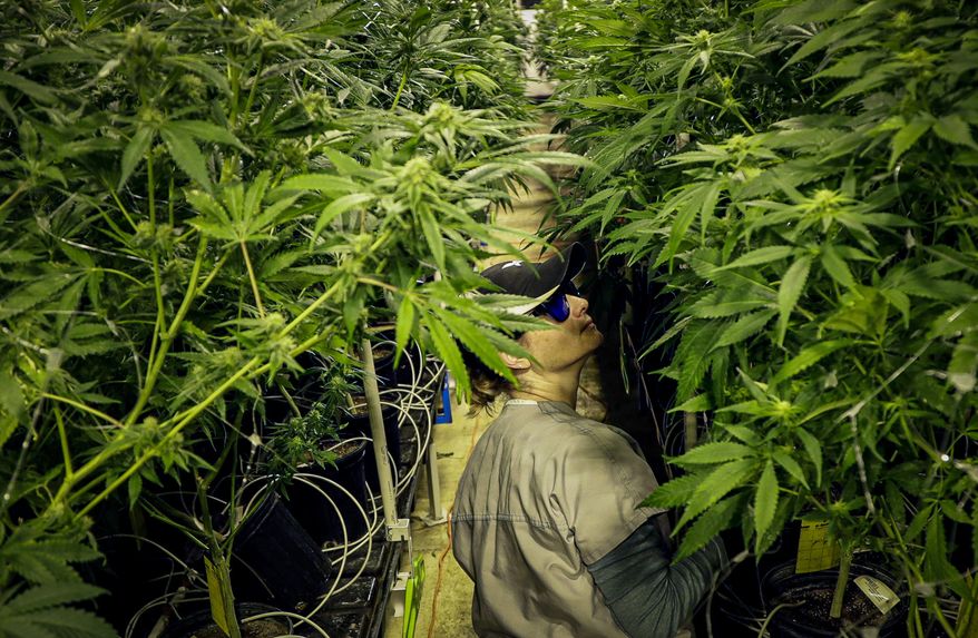 This photo from Friday March 22, 2019, shows grower Heather Randazzo trimming leaves of marijuana plants at Compassionate Care Foundation's medical marijuana dispensary in Egg Harbor Township, N.J. New Jersey lawmakers are set to vote Monday, Dec. 16, 2019 on a proposed referendum aimed at legalizing recreational marijuana. (AP Photo/Julio Cortez, File)