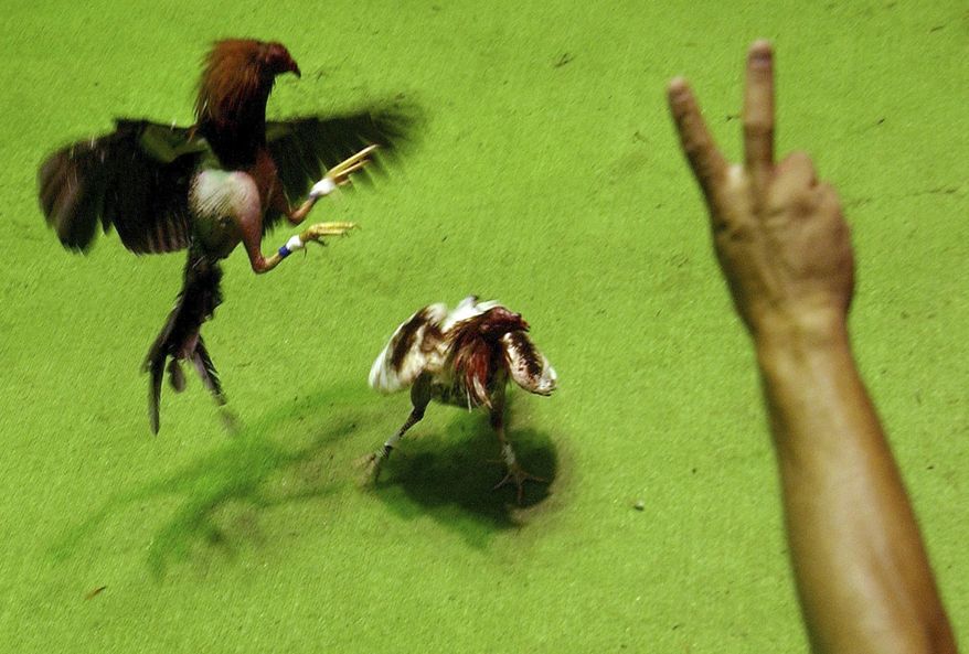 FILE - In this Oct. 19, 2003 file photo, man bets during a cockfight in San Juan, Puerto Rico. The U.S. territory of Puerto Rico will defy the U.S. government and approve a law to keep cockfighting alive in a bid to protect a 400-year-old tradition practiced across the island despite a federal ban that goes into effect this week, officials confirmed late Tuesday, Dec. 17, 2019. (AP Photo/Walter Astrada, File)