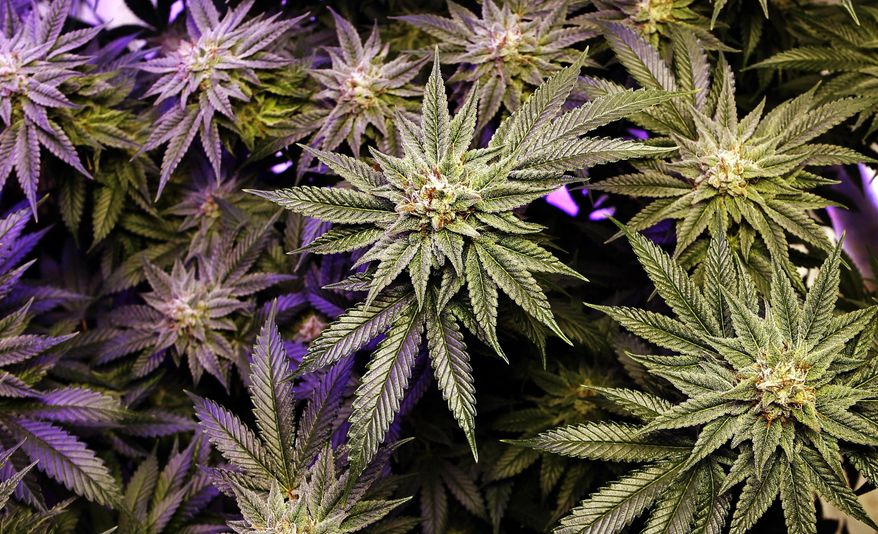 FILE - In this Dec. 13, 2017, file photo, a marijuana plant grows under artificial light at an indoor facility in Portland, Maine. A lack of testing facilities is threatening to slow the rollout of legalized recreational marijuana sales in Maine. (AP Photo/Robert F. Bukaty, File)