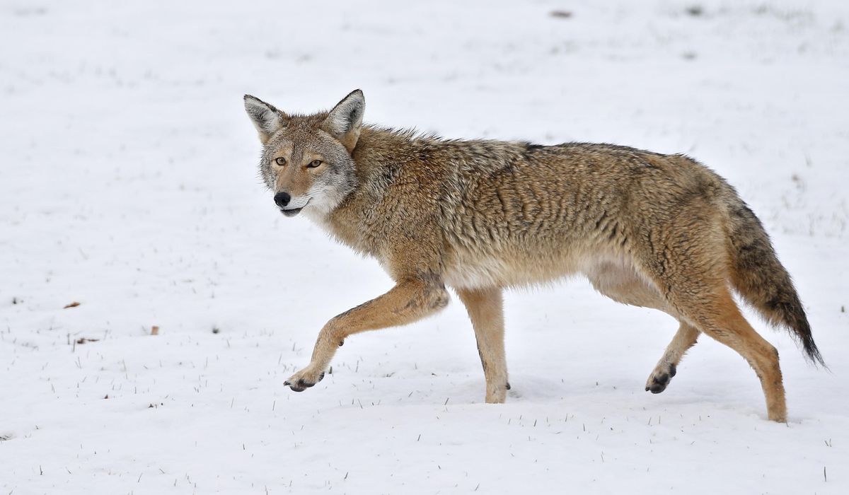 NextImg:‘Aggressive’ coyote bites student at NY’s Marist College