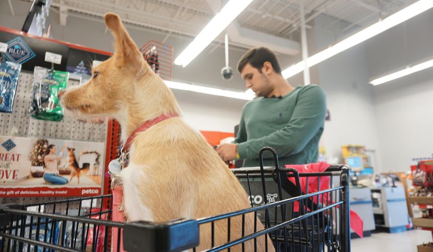In this Dec. 12, 2019, photo Drew Pescaro and his dog Lily, go on a $500 shopping spree at Petco in Durham, N.C. Pescaro is a survivor of the mass shooting at UNC Charlotte in April. (Trent Brown/The News &amp;amp; Observer via AP)