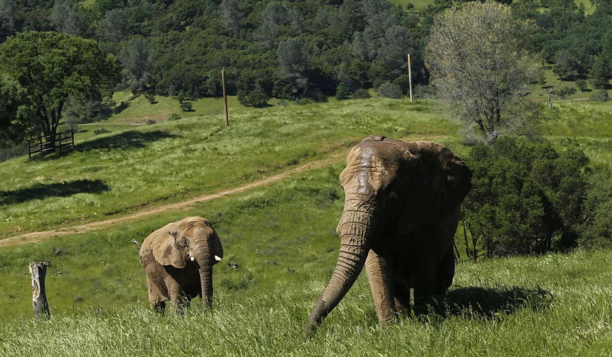 Southern California city grants elephants the right to freedom, first in the nation