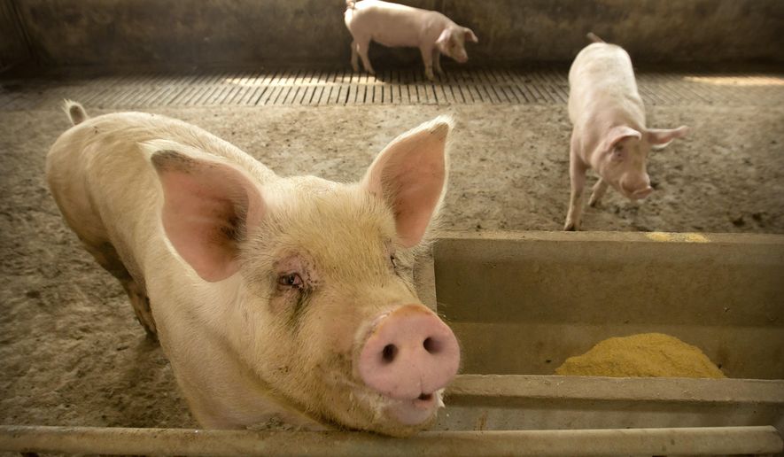 FILE - In this May 8, 2019, file photo, pigs stand in a barn at a pig farm in Jiangjiaqiao village in northern China's Hebei province. Soaring pork prices that nearly doubled in December kept China's inflation at a seven-year high despite government efforts to ease meat shortages caused by a disease outbreak. (AP Photo/Mark Schiefelbein)