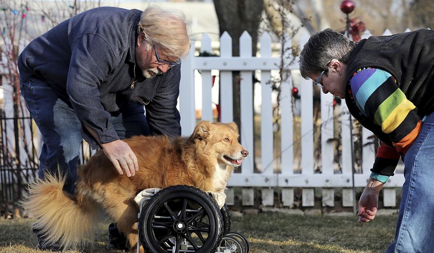 ADVANCE FOR PUBLICATION ON SATURDAY, JAN. 11, AND THEREAFTER - In this Friday, Dec. 27, 2019, photo, Pete and Pat Sammataro help their 4-year-old Australian shepherd mix, Louie, who was born without his two front legs, with his cart that was designed by UW-Madison engineering students, in the front yard of their home in Madison, Wis. (Amber Arnold/Wisconsin State Journal via AP)