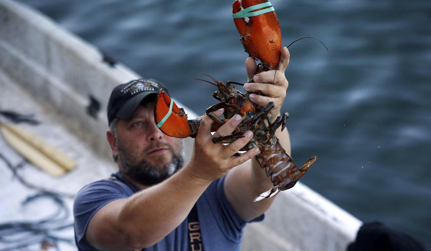 FILE - In this Aug. 24, 2019, file photo, a dealer at Cape Porpoise holds a 3 1/2 pound lobster in Kennebunkport, Maine. Members of the US lobster industry are hopeful a thaw in trade relations with China in 2020 could reopen one of the biggest markets in the world. (AP Photo/Robert F. Bukaty, File)