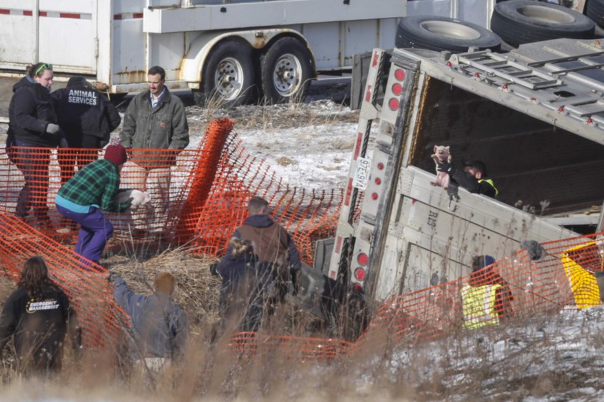 Iowa State Patrol and members of the Animal Rescue League work to move pigs from an overturned semi truck in the northbound lane of the I-80/35 Mixmaster in Des Moines, Iowa, on Thursday, Jan. 16, 2020. (Bryon Houlgrave/The Des Moines Register via AP)