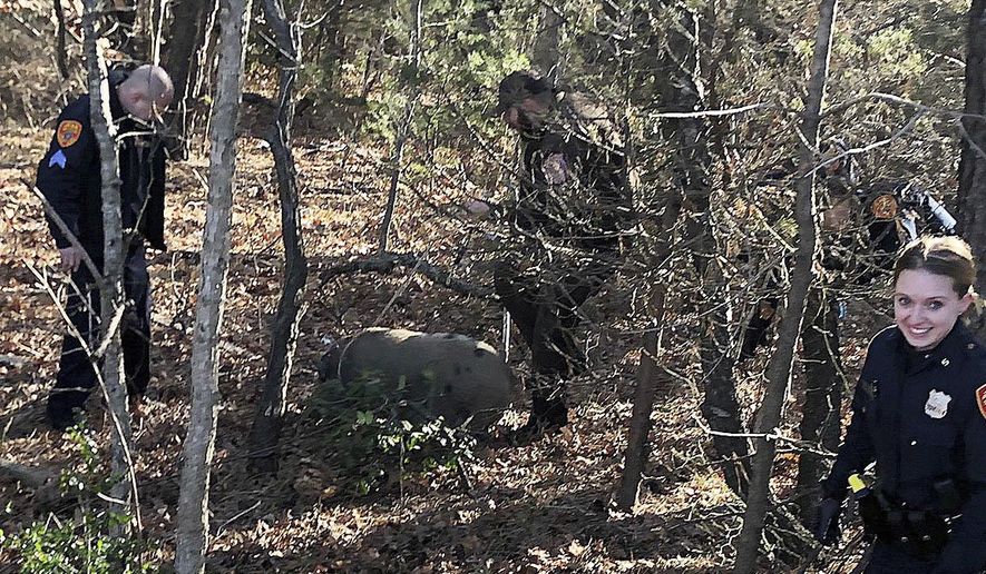 Suffolk County Police Fifth Precinct police officers rescue one of three pigs that escaped from a trailer on Sunrise Highway near Sayville, N.Y. on Friday, Jan. 17, 2020. Police said the driver of the vehicle said she was transporting four pigs to an animal rescue and was unaware three had escaped. (Suffolk County Police Department via AP)