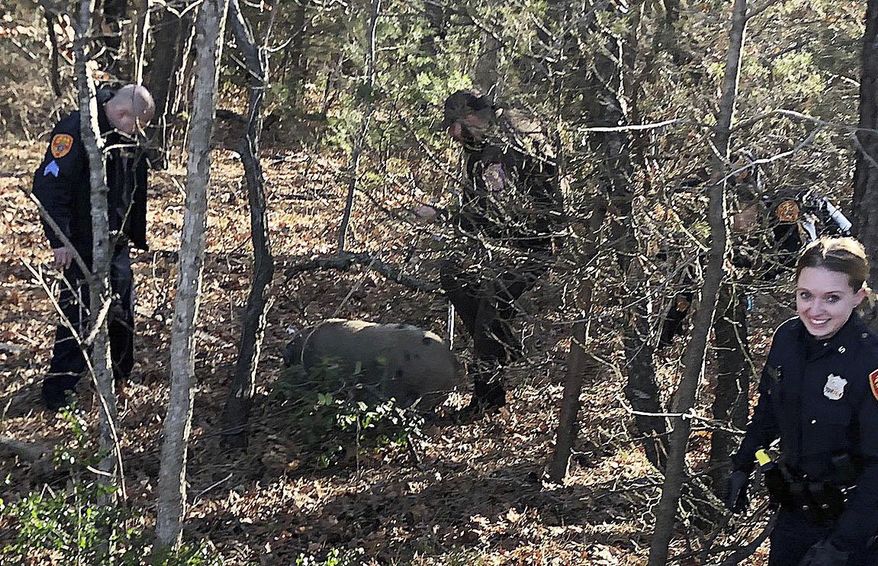 Suffolk County Police Fifth Precinct police officers rescue one of three pigs that escaped from a trailer on Sunrise Highway near Sayville, N.Y. on Friday, Jan. 17, 2020. Police said the driver of the vehicle said she was transporting four pigs to an animal rescue and was unaware three had escaped. (Suffolk County Police Department via AP)
