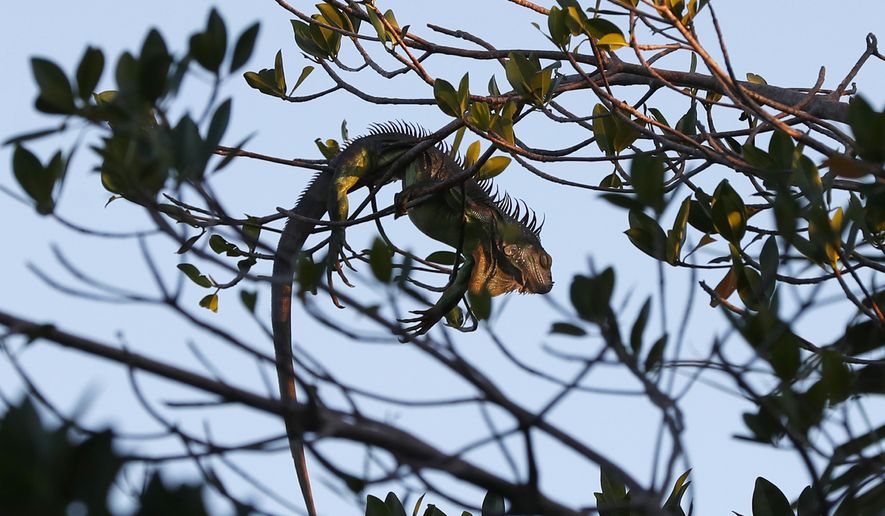 An iguana lies draped on a tree limb as it waits for the sunrise, Wednesday, Jan. 22, 2020, in Surfside, Fla. The National Weather Service Miami posted Tuesday on its official Twitter that residents shouldn&#39;t be surprised if they see iguanas falling from trees as lows drop into the 30s and 40s. The low temperatures stun the invasive reptiles, but the iguanas won&#39;t necessarily die. That means many will wake up as temperatures rise Wednesday. (AP Photo/Wilfredo Lee)
