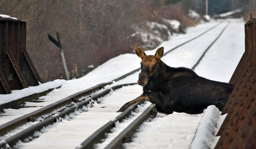 This Wednesday, Jan. 22, 2020 photo provided by the Vermont Fish and Wildlife Department shows a moose on railroad tracks in Ludlow, Vt. A moose that was stuck on an active railroad bridge in Vermont was removed and relocated with minimal injuries, according to state fish and wildlife officials. Local game wardens and wildlife biologists, with assistance from the Springfield Fire Department and a crew from the Vermont Rail System, sedated the moose and picked it up with a railroad crane truck. (Warden Kyle Isherwood/Vermont Fish and Wildlife Department  via AP)