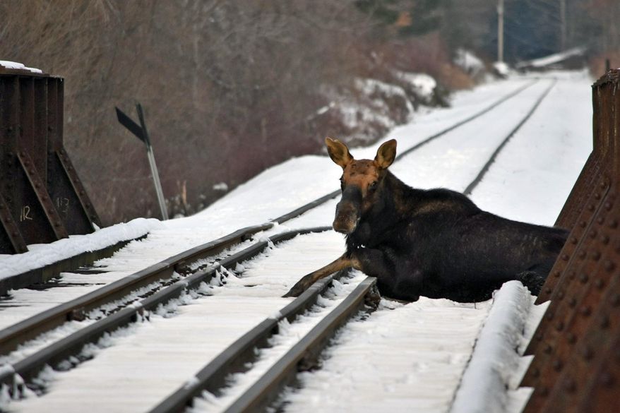This Wednesday, Jan. 22, 2020 photo provided by the Vermont Fish and Wildlife Department shows a moose on railroad tracks in Ludlow, Vt. A moose that was stuck on an active railroad bridge in Vermont was removed and relocated with minimal injuries, according to state fish and wildlife officials. Local game wardens and wildlife biologists, with assistance from the Springfield Fire Department and a crew from the Vermont Rail System, sedated the moose and picked it up with a railroad crane truck. (Warden Kyle Isherwood/Vermont Fish and Wildlife Department via AP)