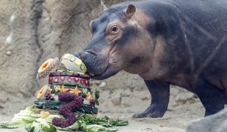 Fiona, a Nile Hippopotamus, eats her specialty birthday cake to celebrate turning three-years old this Friday, in her enclosure at the Cincinnati Zoo &amp;amp; Botanical Garden, Thursday, Jan. 23, 2020, in Cincinnati. The Cincinnati Zoo is using the third birthday of its beloved premature hippo as a way to raise money for Australian wildlife affected by the recent bushfires. Instead of sending birthday gifts, the zoo is asking people to buy T-shirts that will directly benefit the Bushfire Emergency Wildlife Fund. (AP Photo/John Minchillo)