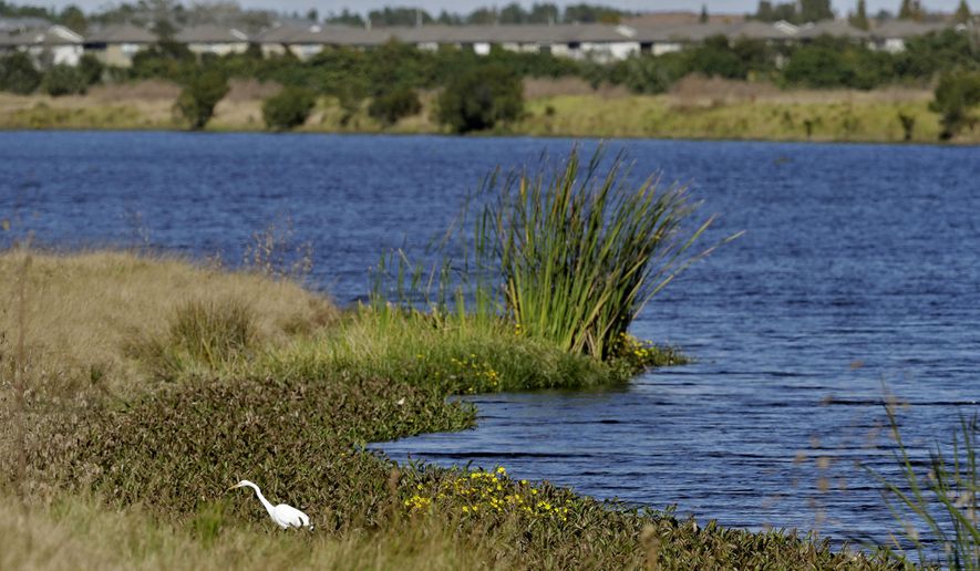 FILE - In this Tuesday, Dec. 11, 2018, file photo, an egret looks for food along Valhalla Pond in Riverview, Fla. The Trump administration was expected to announce completion as soon as Thursday, Jan. 23, 2020, of one of its most momentous environmental rollbacks, removing federal protections for millions of miles of the country’s streams, arroyos and wetlands. (AP Photo/Chris O&#39;Meara, File)