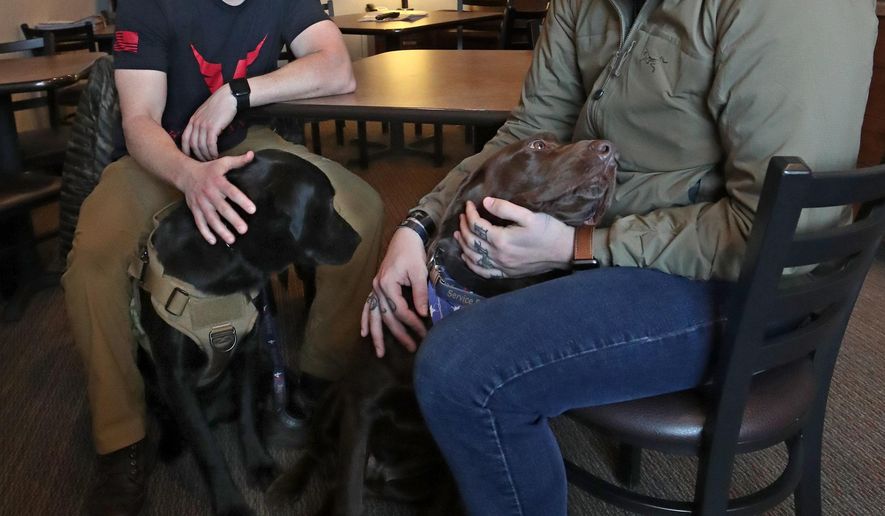 In a Jan. 17, 2020 photo, Jake Tschirhart, a dog trainer with Labs for Liberty, left, pets Bodhi, a black lab service dog as he watches Chris Campbell, right, interact with Brody, a brown lab service dog in Aberdeen, S.D.. Campbell is using Brody temporarily to help deal with PTSD and physical injuries from his service in the military while Tschirhart completes the training Bodhi needs to become Campbell&#x27;s full time service dog. (John Davis/Aberdeen American News via AP)