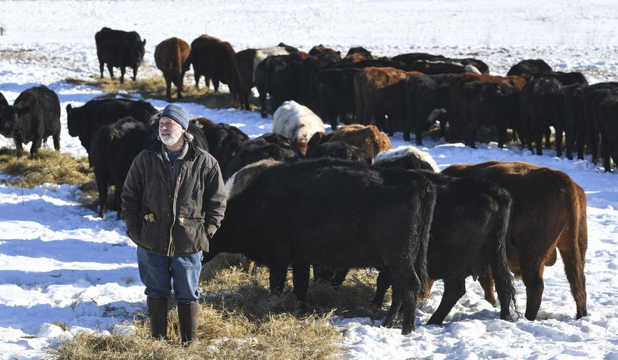 In this Jan. 7, 2020, photo, Thousand Hills owner Matt Maier watches as cows eat hay at his farm near Clearwater, Minn. Maier raises grass-fed beef, and in the Central Minnesota winter he lays out grass that was harvested on warmer days. The cattle stay outside all year and move from pasture to pasture improving the soil, local ecosystem and the environment as a whole. They&#39;re working to help sequester carbon and combat climate change. (Dave Schwarz/St. Cloud Times via AP)