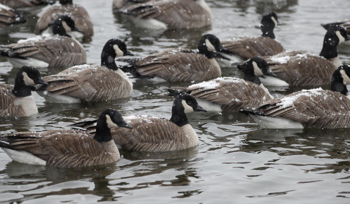 NextImg:Michigan to kill Canada geese instead of relocating them
