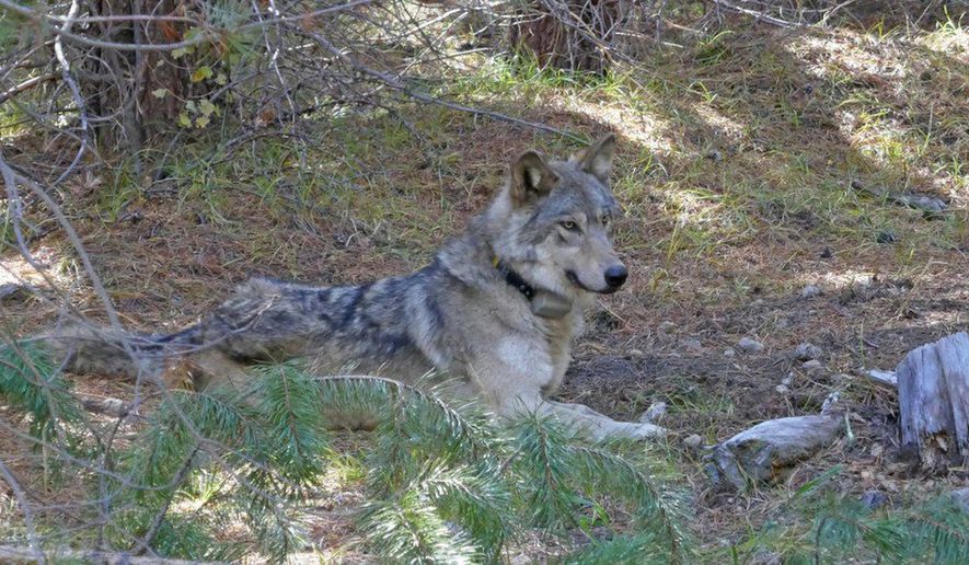 In this undated photo released by the U.S. Fish and Wildlife Service shows a dispersing wolf from the Oregon Pack OR-54, a descendent of the famous OR-7, the first wild wolf in California in nearly a century. The California Department of Fish and Wildlife says the 3- to 4-year-old female dubbed OR-54 was found on Wednesday, Feb. 5, 2020, in Shasta County, Calif. It's not clear yet whether she died by accident, naturally or was deliberately and illegally killed. (U.S. Fish and Wildlife Service via AP)
