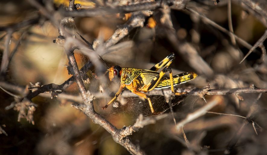 Desert locusts are decimating farmers&#39; crops in mere days and threatening the food security of millions in countries from India eastward to Kenya and Ethiopia. It&#39;s Kenya&#39;s worst outbreak in 70 years. (ASSOCIATED PRESS)