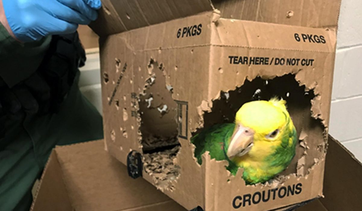 Man charged with smuggling parrots into the United States