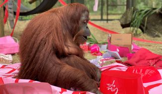 This Feb. 15, 2020 photo courtesy of the Center for Great Apes shows an orangutan named Sandra in Wauchula, Fla. Sandra, who was granted legal personhood by a judge in Argentina and later found a new home in Florida, celebrated her 34th birthday on Valentine&#39;s Day with a special new primate friend. Patti Ragan, director of the Center for Great Apes says Sandra has “has adjusted beautifully to her life at the sanctuary” and has befriended Jethro, a 31-year-old male orangutan. (The Center for Great Apes via AP)