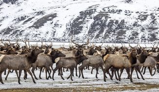 FILE - In this Feb. 21, 2017, file photo, elk make their way to the feed line on the National Elk Refuge north of Jackson, Wyo. A former federal wildlife health chief says the National Elk Refuge&#x27;s plans to reduce feeding are &amp;quot;likely to fail&amp;quot; and it&#x27;s doubtful they&#x27;d slow the spread of disease. It would be better to start the planning process from scratch, says U.S. Fish and Wildlife Service retiree Tom Roffe, who personally worked the elk feeding issue &amp;quot;for decades.&amp;quot; Roffe summarized his concerns in a 17-page review of the refuge&#x27;s &amp;quot;step-down&amp;quot; plan that he submitted last fall, while the plans were in draft form. The plans are now final and facing a lawsuit. (Ryan Dorgan/Jackson Hole News &amp;amp; Guide via AP, File)