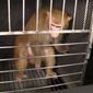 People for the Ethical Treatment of Animals has fought for over a year and a half to get research records from the National Institutes of Health regarding unusual lab experiments. (Photo by NIH) 
