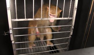 People for the Ethical Treatment of Animals has fought for over a year and a half to get research records from the National Institutes of Health regarding unusual lab experiments. (Photo by NIH) 