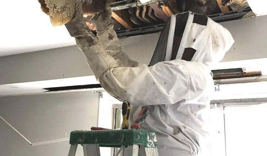 This photo provided by Virginia Wildlife Management and Control shows a beehive that is removed from an apartment on Monday, Feb. 24, 2020 in Richmond, Va. The Virginia Wildlife Management and Control said the hive produced about 80 to 100 pounds of honey, although only about 15 to 20 pounds was able to be salvaged. (Virginia Wildlife Management and Control via AP)