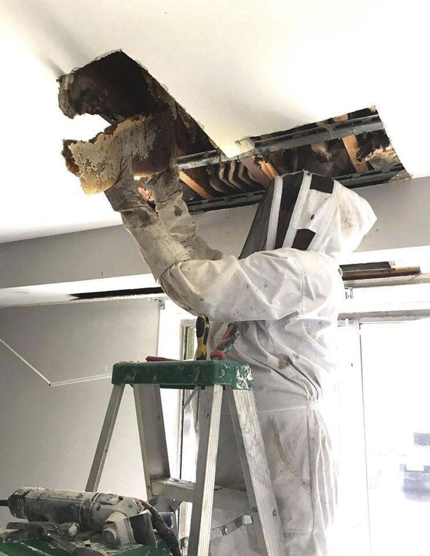 This photo provided by Virginia Wildlife Management and Control shows a beehive that is removed from an apartment on Monday, Feb. 24, 2020 in Richmond, Va. The Virginia Wildlife Management and Control said the hive produced about 80 to 100 pounds of honey, although only about 15 to 20 pounds was able to be salvaged. (Virginia Wildlife Management and Control via AP)
