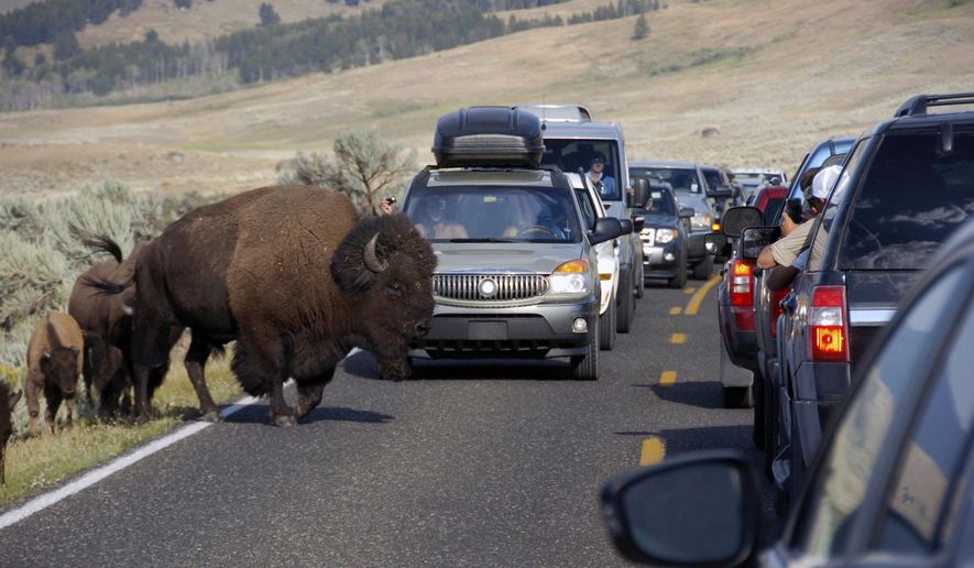 FILE - In this Aug. 3, 2015 file photo, a large bison blocks traffic as tourists take photos of the animals in the Lamar Valley of Yellowstone National Park. The coronavirus outbreak will reduce Chinese travel to Yellowstone National Park, according to tourism officials, but the impact will be small compared to the national effect. (AP Photo/Matthew Brown, File)