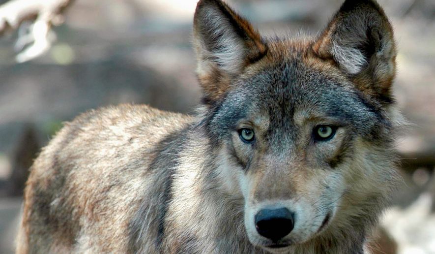 In this July 16, 2004, file photo, a gray wolf is seen at the Wildlife Science Center in Forest Lake, Minn. (AP Photo/Dawn Villella, File)